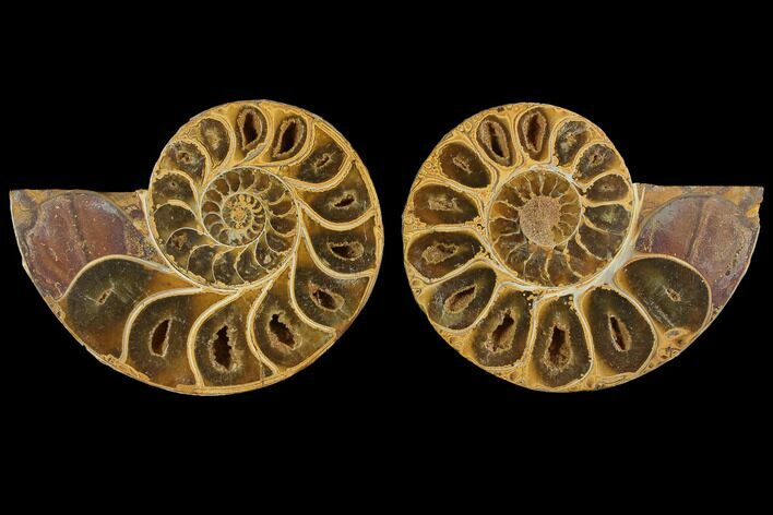 Cut & Polished, Agatized Ammonite Fossil- Jurassic #110776